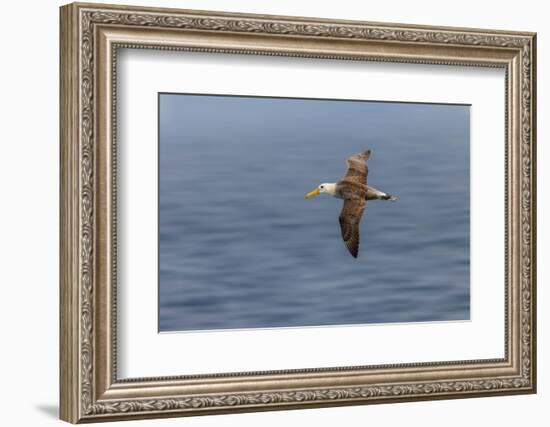 Waved albatross flying, Espanola Island, Galapagos Islands, Ecuador.-Adam Jones-Framed Photographic Print