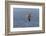 Waved albatross flying, Espanola Island, Galapagos Islands, Ecuador.-Adam Jones-Framed Photographic Print