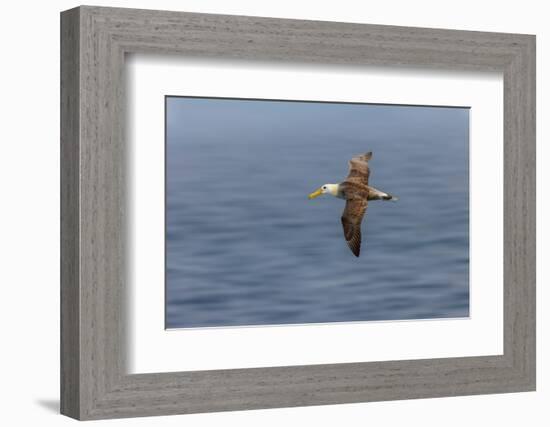 Waved albatross flying, Espanola Island, Galapagos Islands, Ecuador.-Adam Jones-Framed Photographic Print