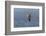 Waved albatross flying, Espanola Island, Galapagos Islands, Ecuador.-Adam Jones-Framed Photographic Print