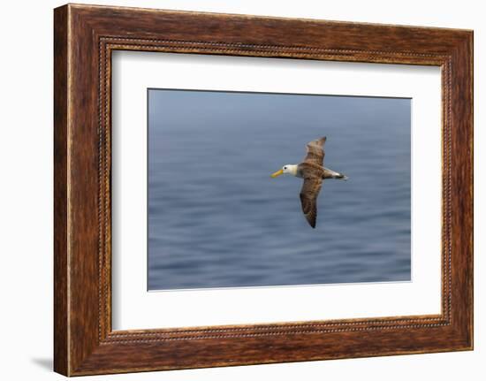 Waved albatross flying, Espanola Island, Galapagos Islands, Ecuador.-Adam Jones-Framed Photographic Print