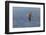 Waved albatross flying, Espanola Island, Galapagos Islands, Ecuador.-Adam Jones-Framed Photographic Print