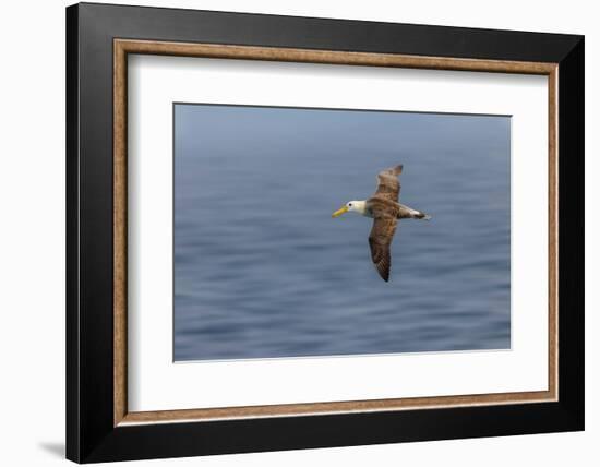 Waved albatross flying, Espanola Island, Galapagos Islands, Ecuador.-Adam Jones-Framed Photographic Print