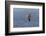 Waved albatross flying, Espanola Island, Galapagos Islands, Ecuador.-Adam Jones-Framed Photographic Print