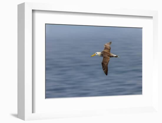 Waved albatross flying, Espanola Island, Galapagos Islands, Ecuador.-Adam Jones-Framed Photographic Print