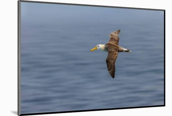 Waved albatross flying, Espanola Island, Galapagos Islands, Ecuador.-Adam Jones-Mounted Photographic Print