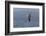 Waved albatross flying, Espanola Island, Galapagos Islands, Ecuador.-Adam Jones-Framed Photographic Print