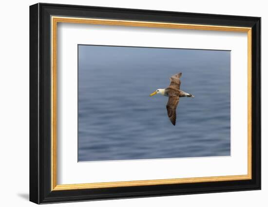 Waved albatross flying, Espanola Island, Galapagos Islands, Ecuador.-Adam Jones-Framed Photographic Print