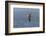 Waved albatross flying, Espanola Island, Galapagos Islands, Ecuador.-Adam Jones-Framed Photographic Print