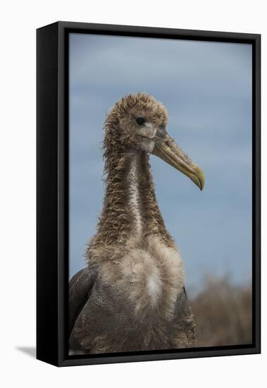 Waved Albatross Juvenile, Espanola Island, Galapagos Islands, Ecuador-Pete Oxford-Framed Premier Image Canvas