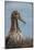 Waved Albatross Juvenile, Espanola Island, Galapagos Islands, Ecuador-Pete Oxford-Mounted Photographic Print