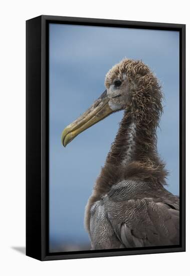 Waved Albatross Juvenile, Espanola Island, Galapagos Islands, Ecuador-Pete Oxford-Framed Premier Image Canvas