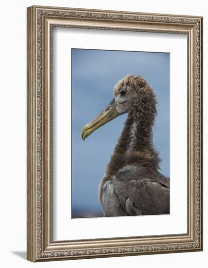 Waved Albatross Juvenile, Espanola Island, Galapagos Islands, Ecuador-Pete Oxford-Framed Photographic Print