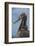 Waved Albatross Juvenile, Espanola Island, Galapagos Islands, Ecuador-Pete Oxford-Framed Photographic Print