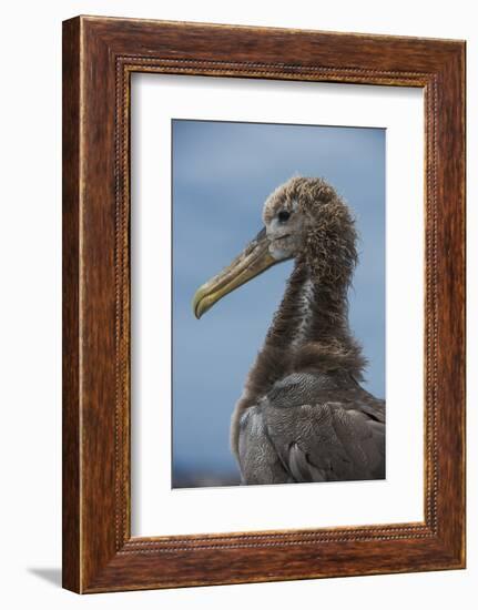 Waved Albatross Juvenile, Espanola Island, Galapagos Islands, Ecuador-Pete Oxford-Framed Photographic Print