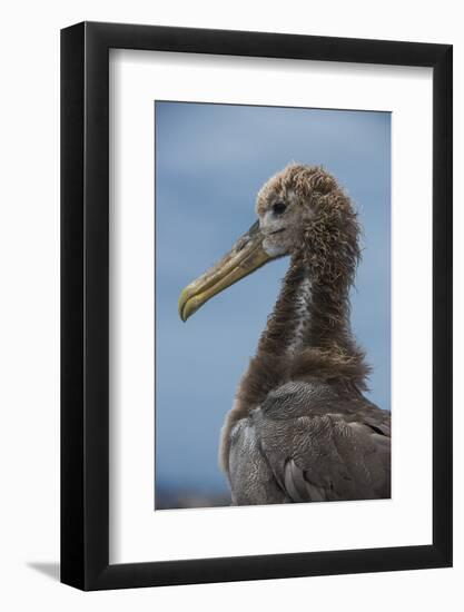 Waved Albatross Juvenile, Espanola Island, Galapagos Islands, Ecuador-Pete Oxford-Framed Photographic Print