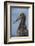 Waved Albatross Juvenile, Espanola Island, Galapagos Islands, Ecuador-Pete Oxford-Framed Photographic Print