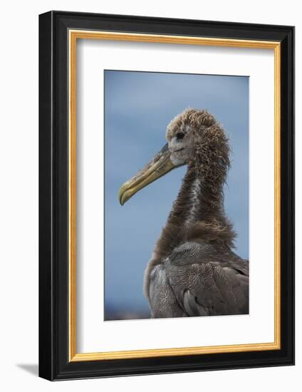 Waved Albatross Juvenile, Espanola Island, Galapagos Islands, Ecuador-Pete Oxford-Framed Photographic Print