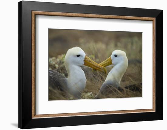 Waved albatross pair, Espanola Island, Galapagos-Tui De Roy-Framed Photographic Print