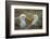 Waved albatross pair, Espanola Island, Galapagos-Tui De Roy-Framed Photographic Print