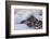 Waves Along the Coast, Montana de Oro SP, Los Osos, California-Rob Sheppard-Framed Photographic Print