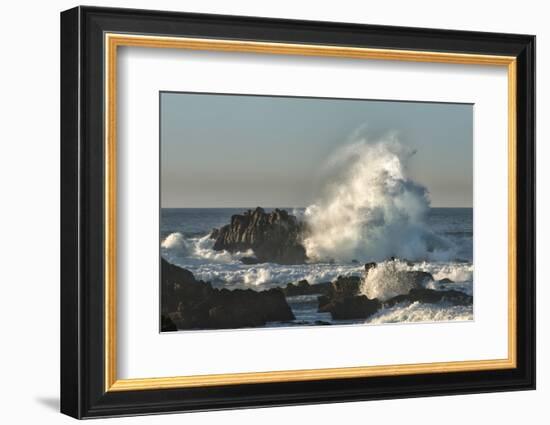 Waves Crashing on Rocks at Sunset, Asilomar State Beach, California-Sheila Haddad-Framed Photographic Print