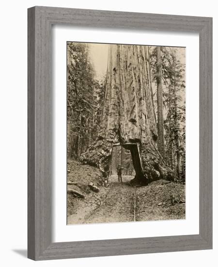 Wawona, a Giant Sequoia in Yosemite's Mariposa Grove, California, Circa 1890-null-Framed Giclee Print