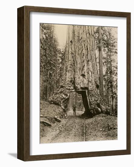 Wawona, a Giant Sequoia in Yosemite's Mariposa Grove, California, Circa 1890-null-Framed Giclee Print