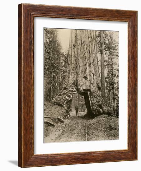 Wawona, a Giant Sequoia in Yosemite's Mariposa Grove, California, Circa 1890-null-Framed Giclee Print