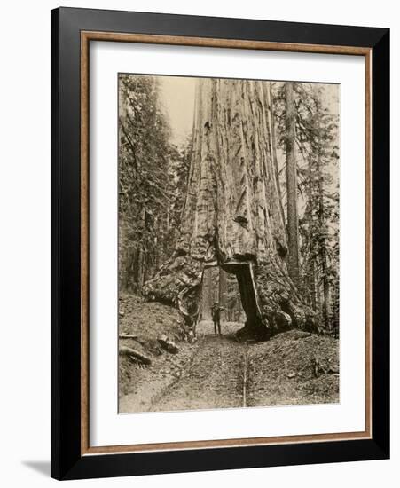 Wawona, a Giant Sequoia in Yosemite's Mariposa Grove, California, Circa 1890-null-Framed Giclee Print