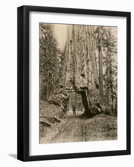 Wawona, a Giant Sequoia in Yosemite's Mariposa Grove, California, Circa 1890-null-Framed Giclee Print