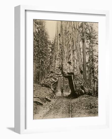 Wawona, a Giant Sequoia in Yosemite's Mariposa Grove, California, Circa 1890-null-Framed Giclee Print