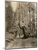 Wawona, a Giant Sequoia in Yosemite's Mariposa Grove, California, Circa 1890-null-Mounted Giclee Print