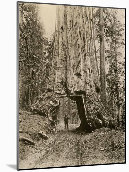 Wawona, a Giant Sequoia in Yosemite's Mariposa Grove, California, Circa 1890-null-Mounted Giclee Print