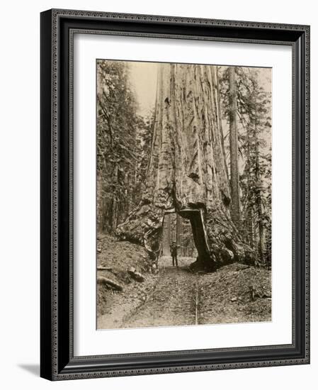 Wawona, a Giant Sequoia in Yosemite's Mariposa Grove, California, Circa 1890-null-Framed Giclee Print