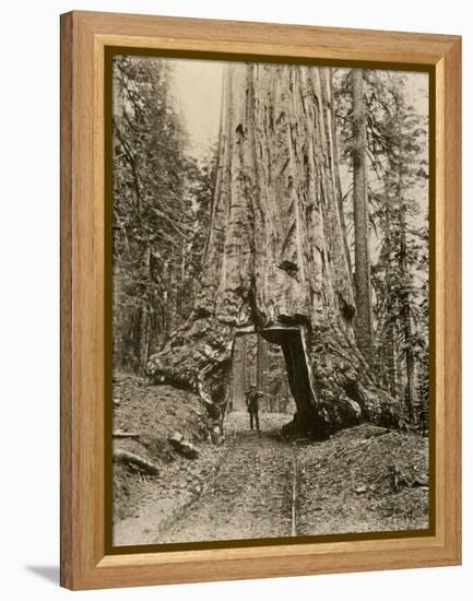 Wawona, a Giant Sequoia in Yosemite's Mariposa Grove, California, Circa 1890-null-Framed Premier Image Canvas