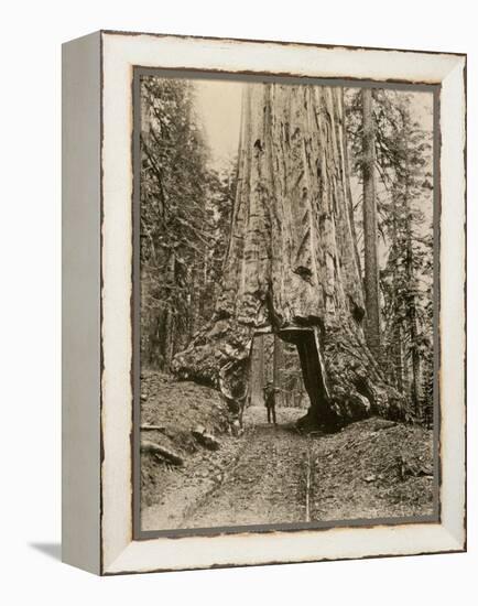 Wawona, a Giant Sequoia in Yosemite's Mariposa Grove, California, Circa 1890-null-Framed Premier Image Canvas