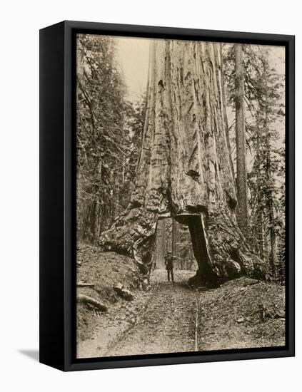 Wawona, a Giant Sequoia in Yosemite's Mariposa Grove, California, Circa 1890-null-Framed Premier Image Canvas