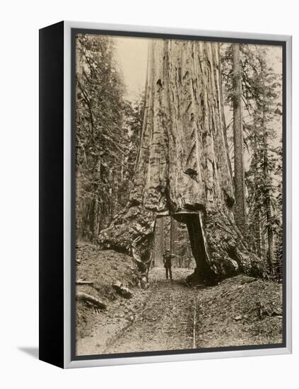 Wawona, a Giant Sequoia in Yosemite's Mariposa Grove, California, Circa 1890-null-Framed Premier Image Canvas