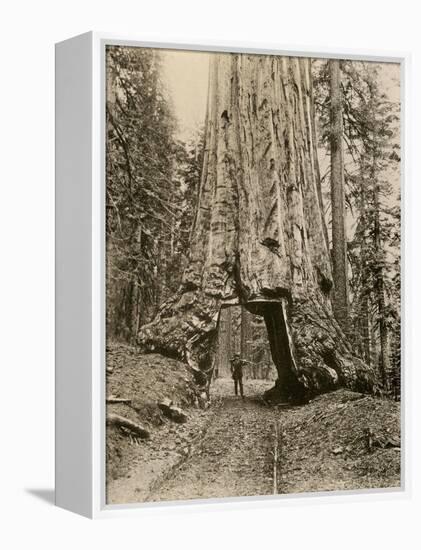 Wawona, a Giant Sequoia in Yosemite's Mariposa Grove, California, Circa 1890-null-Framed Premier Image Canvas