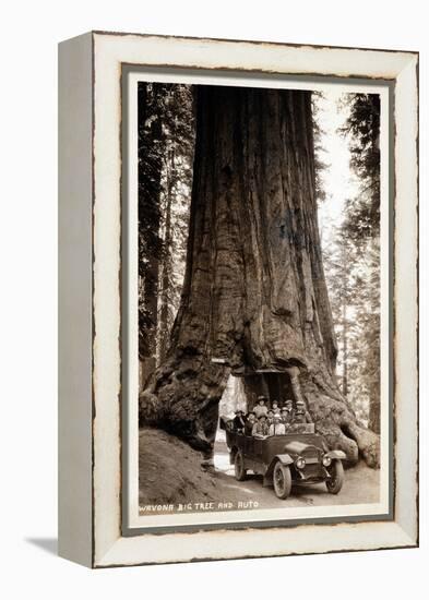 Wawona Big Tree and Auto, 1919-null-Framed Premier Image Canvas