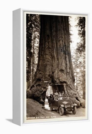 Wawona Big Tree and Auto, 1919-null-Framed Premier Image Canvas