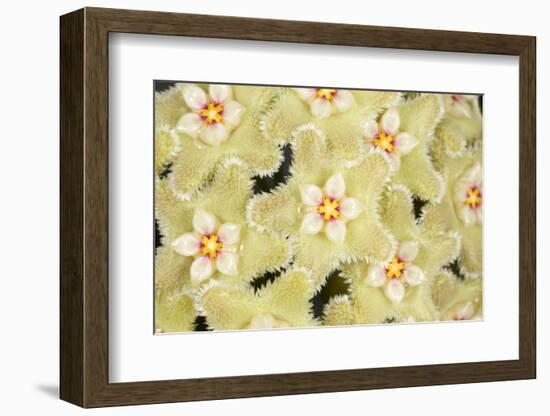 Wax flower (Hoya serpens)  close up of flowers. Cultivated plant from Himalayas-Chris Mattison-Framed Photographic Print