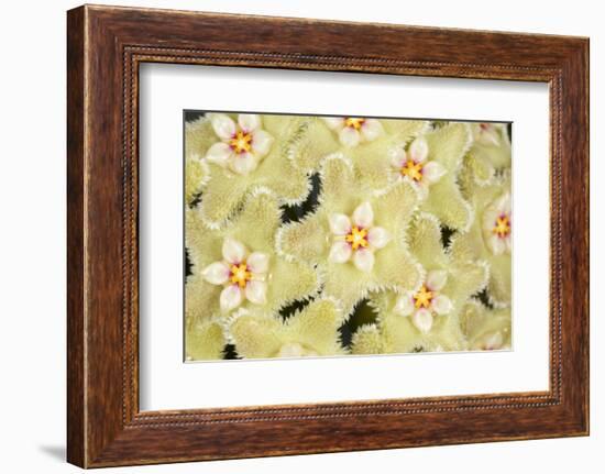 Wax flower (Hoya serpens)  close up of flowers. Cultivated plant from Himalayas-Chris Mattison-Framed Photographic Print