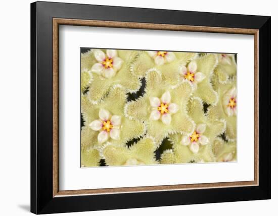 Wax flower (Hoya serpens)  close up of flowers. Cultivated plant from Himalayas-Chris Mattison-Framed Photographic Print