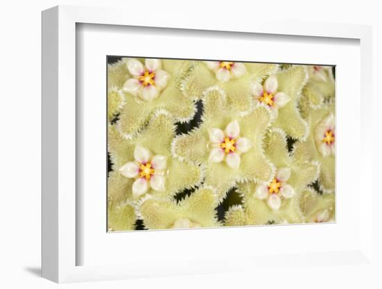 Wax flower (Hoya serpens)  close up of flowers. Cultivated plant from Himalayas-Chris Mattison-Framed Photographic Print