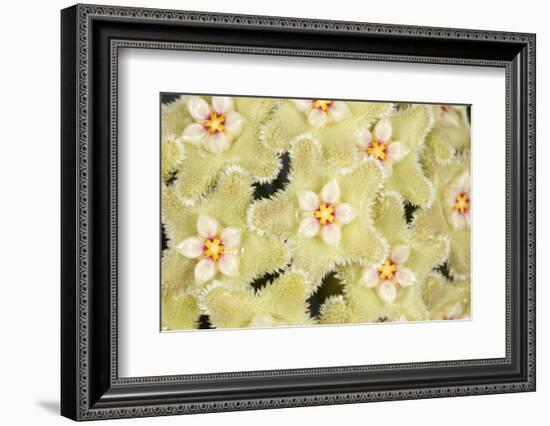 Wax flower (Hoya serpens)  close up of flowers. Cultivated plant from Himalayas-Chris Mattison-Framed Photographic Print