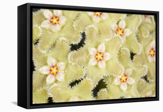 Wax flower (Hoya serpens)  close up of flowers. Cultivated plant from Himalayas-Chris Mattison-Framed Premier Image Canvas