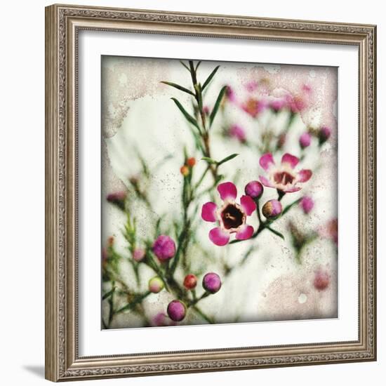 Wax Flower I-James Guilliam-Framed Giclee Print