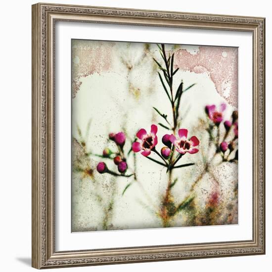 Wax Flower IV-James Guilliam-Framed Giclee Print